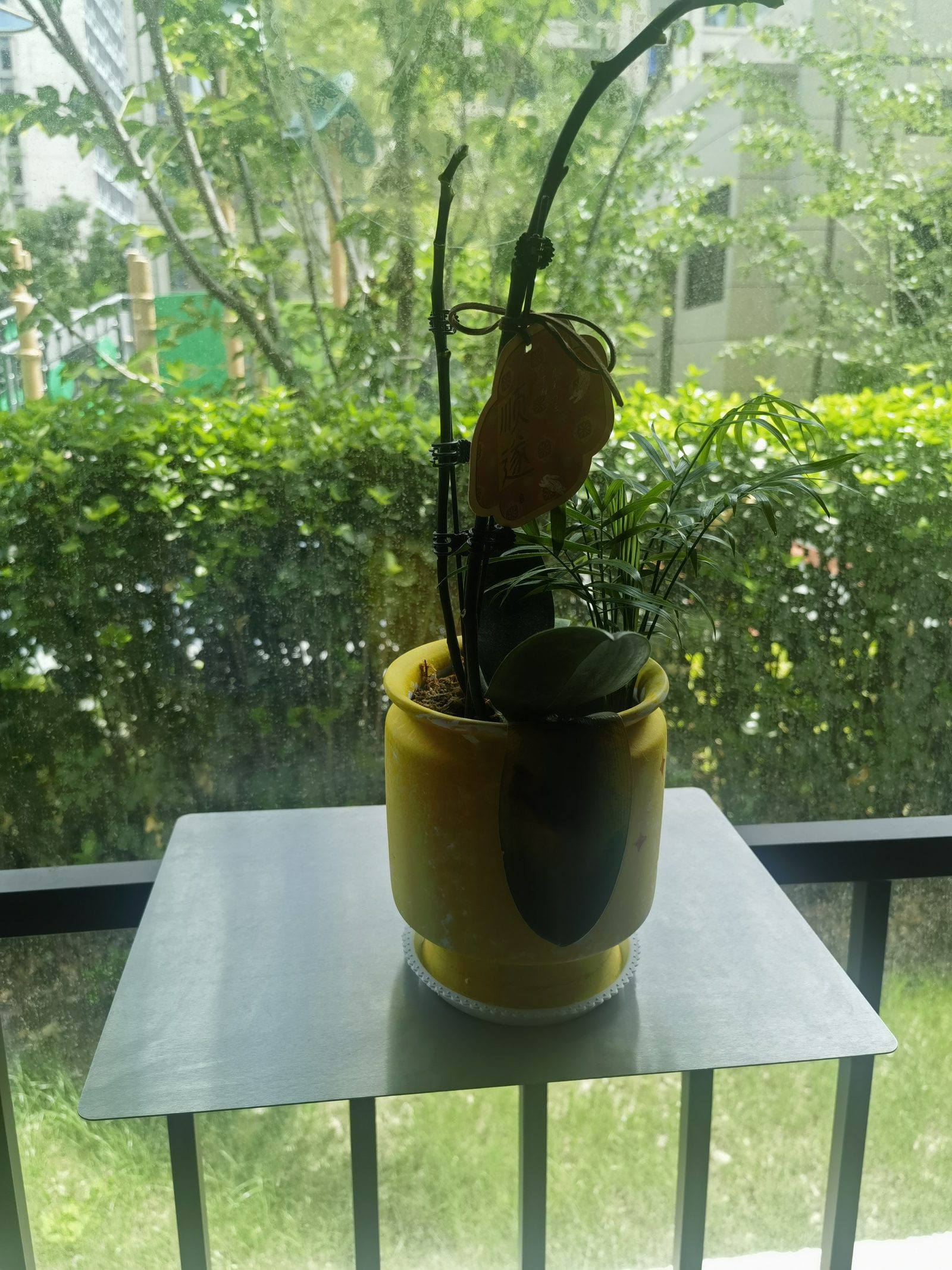 A orquídea reivindicou o lugar primeiro.